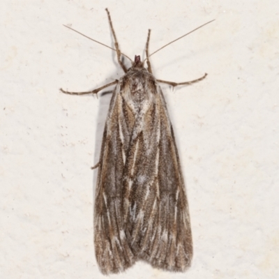 Ciampa arietaria (Brown Pasture Looper Moth) at Melba, ACT - 14 Mar 2021 by kasiaaus