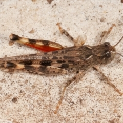Austroicetes sp. (genus) (A grasshopper) at Melba, ACT - 13 Mar 2021 by kasiaaus