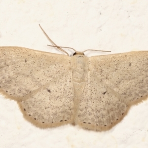 Scopula optivata at Melba, ACT - 14 Mar 2021