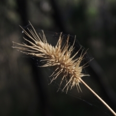 Echinopogon sp. (Hedgehog Grass) at Paddys River, ACT - 11 Feb 2021 by michaelb
