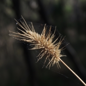 Echinopogon sp. at Paddys River, ACT - 11 Feb 2021 07:08 PM