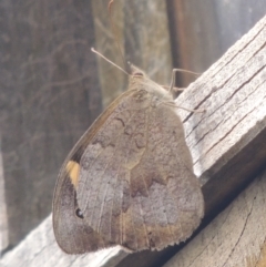 Heteronympha merope (Common Brown Butterfly) at Pollinator-friendly garden Conder - 13 Feb 2021 by michaelb