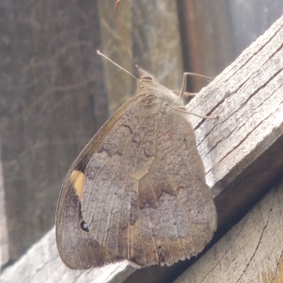 Heteronympha merope (Common Brown Butterfly) at Conder, ACT - 13 Feb 2021 by michaelb