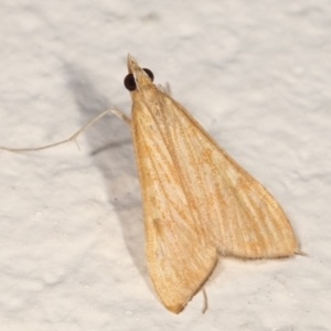 Antigastra catalaunalis (Spilomelinae) at Melba, ACT - 14 Mar 2021