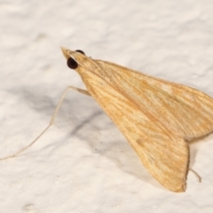 Antigastra catalaunalis (Spilomelinae) at Melba, ACT - 14 Mar 2021