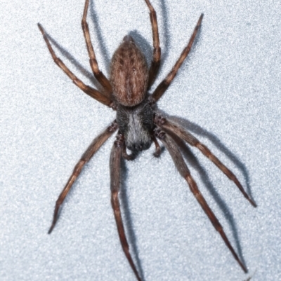 Badumna sp. (genus) (Lattice-web spider) at Melba, ACT - 13 Mar 2021 by kasiaaus