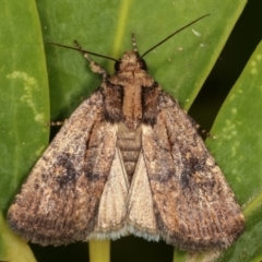 Proteuxoa provisional species 2 (A Noctuid moth) at Melba, ACT - 14 Mar 2021 by kasiaaus