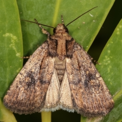 Proteuxoa provisional species 2 (A Noctuid moth) at Melba, ACT - 13 Mar 2021 by kasiaaus