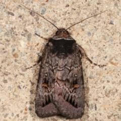 Proteuxoa bistrigula (An Owlet Moth) at Melba, ACT - 13 Mar 2021 by kasiaaus