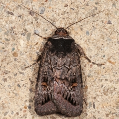 Proteuxoa bistrigula (An Owlet Moth) at Melba, ACT - 14 Mar 2021 by kasiaaus