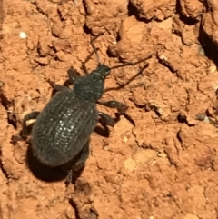 Otiorhynchus (genus) (Weevil) at Garran, ACT - 10 Mar 2021 by Tapirlord