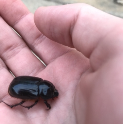 Dasygnathus sp. (genus) (Rhinoceros beetle) at Phillip, ACT - 10 Mar 2021 by Tapirlord