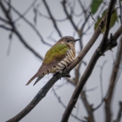 Chrysococcyx lucidus (Shining Bronze-Cuckoo) at Gundaroo, NSW - 20 Mar 2021 by trevsci