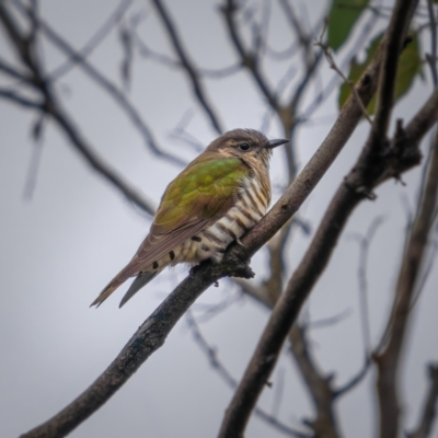 Chrysococcyx lucidus (Shining Bronze-Cuckoo) at Mcleods Creek Res (Gundaroo) - 20 Mar 2021 by trevsci