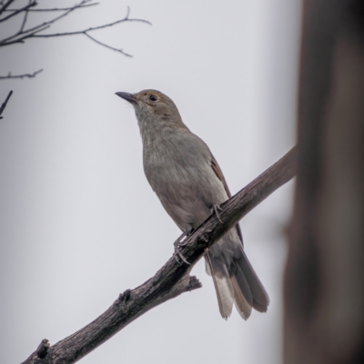 Colluricincla harmonica (Grey Shrikethrush) at Gundaroo, NSW - 20 Mar 2021 by trevsci