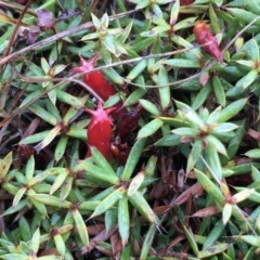 Astroloma humifusum (Cranberry Heath) at Lower Boro, NSW - 17 Mar 2021 by mcleana