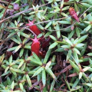 Astroloma humifusum at Lower Boro, NSW - 17 Mar 2021