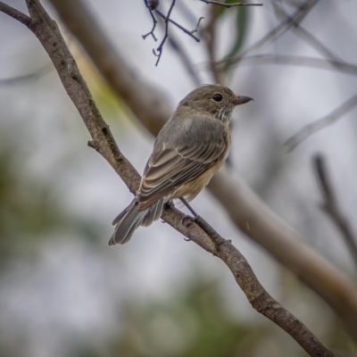 Pachycephala rufiventris (Rufous Whistler) at Mcleods Creek Res (Gundaroo) - 20 Mar 2021 by trevsci