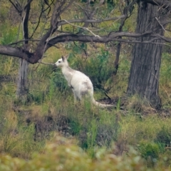 Macropus giganteus at Gundaroo, NSW - 20 Mar 2021 01:05 PM