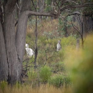 Macropus giganteus at Gundaroo, NSW - 20 Mar 2021 01:05 PM