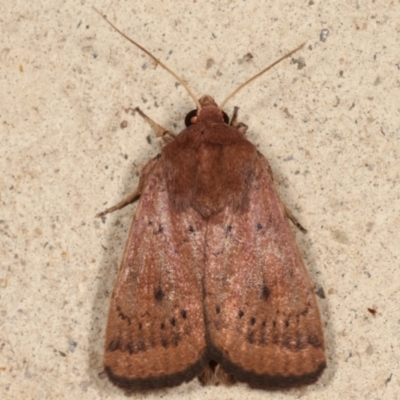 Diarsia intermixta (Chevron Cutworm, Orange Peel Moth.) at Melba, ACT - 14 Mar 2021 by kasiaaus