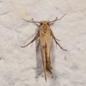 Stathmopodidae (family) at Melba, ACT - 14 Mar 2021 02:29 AM