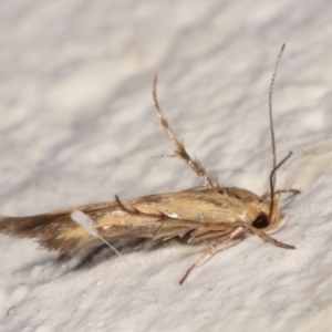 Stathmopodidae (family) at Melba, ACT - 14 Mar 2021 02:29 AM