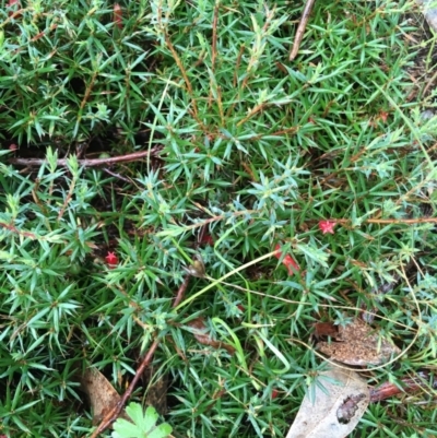 Astroloma humifusum (Cranberry Heath) at Tuggeranong DC, ACT - 21 Mar 2021 by LOz