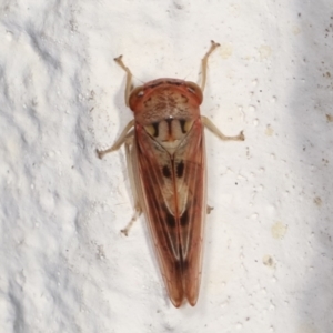 Cicadellidae (family) at Melba, ACT - 14 Mar 2021