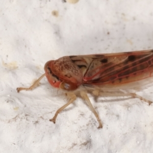 Cicadellidae (family) at Melba, ACT - 14 Mar 2021