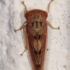 Cicadellidae (family) at Melba, ACT - 14 Mar 2021