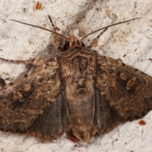 Dasygaster ligniplena (Xylina ligniplena) at Melba, ACT - 14 Mar 2021