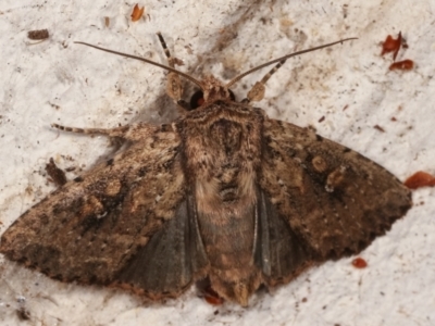 Dasygaster ligniplena (Xylina ligniplena) (A Noctuid moth (Hadeninae)) at Melba, ACT - 13 Mar 2021 by kasiaaus