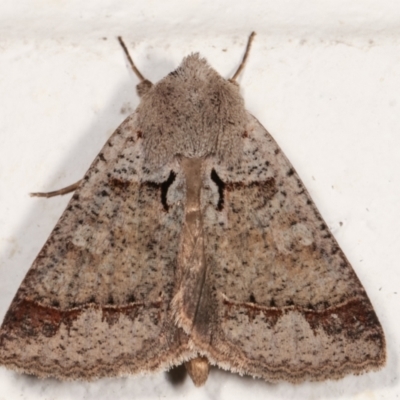 Pantydia sparsa (Noctuid Moth) at Melba, ACT - 14 Mar 2021 by kasiaaus