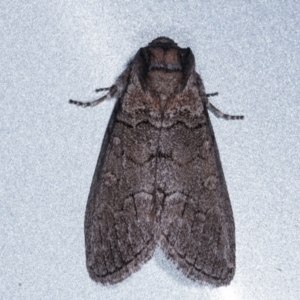 Discophlebia celaena at Melba, ACT - 14 Mar 2021