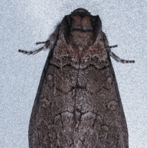 Discophlebia celaena at Melba, ACT - 14 Mar 2021