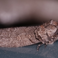 Discophlebia celaena at Melba, ACT - 14 Mar 2021