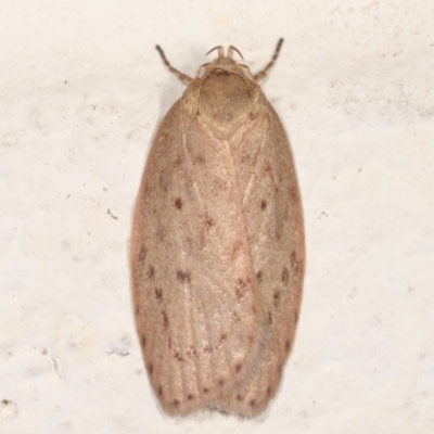 Garrha carnea (A concealer moth) at Melba, ACT - 14 Mar 2021 by kasiaaus