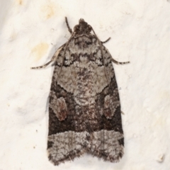 Meritastis lythrodana (A tortrix or leafroller moth) at Melba, ACT - 13 Mar 2021 by kasiaaus