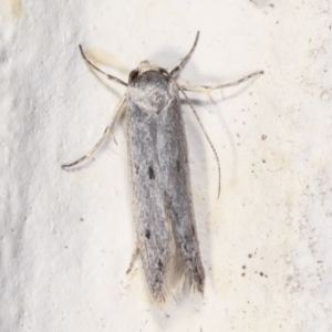 Oecophoridae provisional species 2 at Melba, ACT - 14 Mar 2021