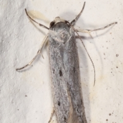 Oecophoridae provisional species 2 at Melba, ACT - 14 Mar 2021