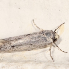 Oecophoridae provisional species 2 at Melba, ACT - 14 Mar 2021