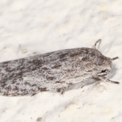 Agriophara undescribed species at Melba, ACT - 14 Mar 2021