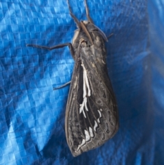 Abantiades atripalpis (Bardee grub/moth, Rain Moth) at Michelago, NSW - 21 Mar 2021 by Illilanga