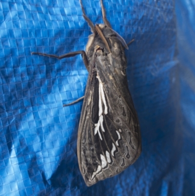 Abantiades atripalpis (Bardee grub/moth, Rain Moth) at Michelago, NSW - 21 Mar 2021 by Illilanga