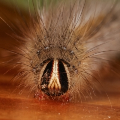 Anthela (genus) immature (Unidentified Anthelid Moth) at Melba, ACT - 14 Mar 2021 by kasiaaus