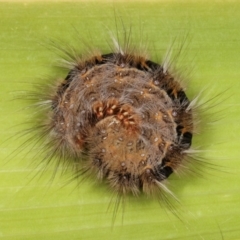 Anthela (genus) immature at Melba, ACT - 14 Mar 2021