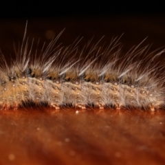 Anthela (genus) immature at Melba, ACT - 14 Mar 2021