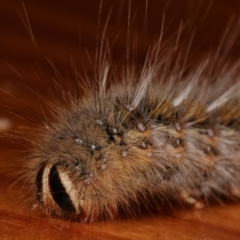 Anthela (genus) immature at Melba, ACT - 14 Mar 2021