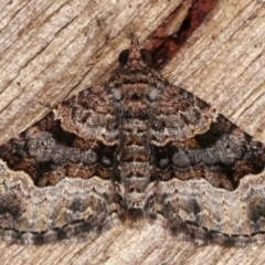 Epyaxa subidaria (Subidaria Moth) at Melba, ACT - 14 Mar 2021 by kasiaaus